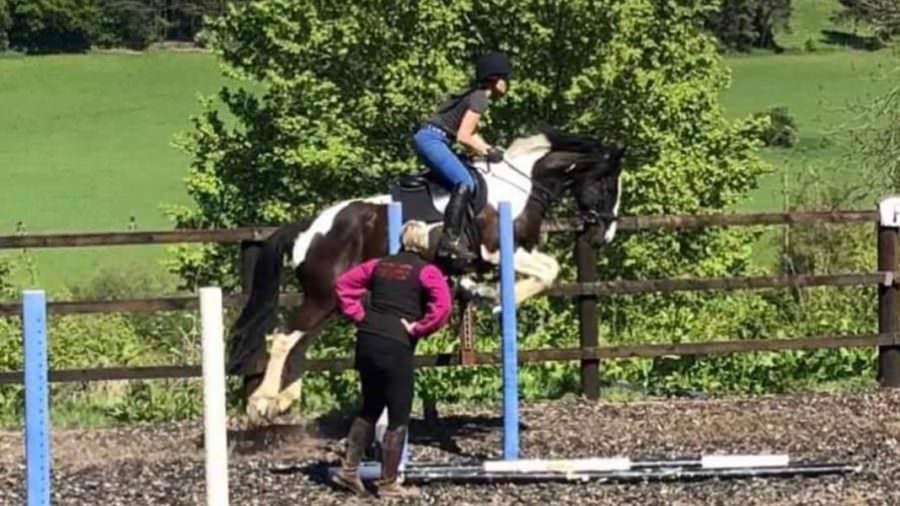 horse jumping simulator for sale