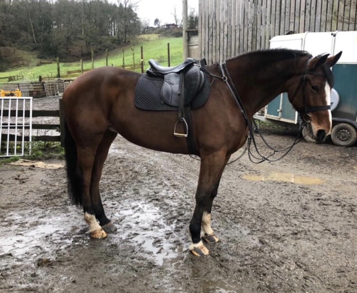 Horses for Sale Bank Farm Equestrian