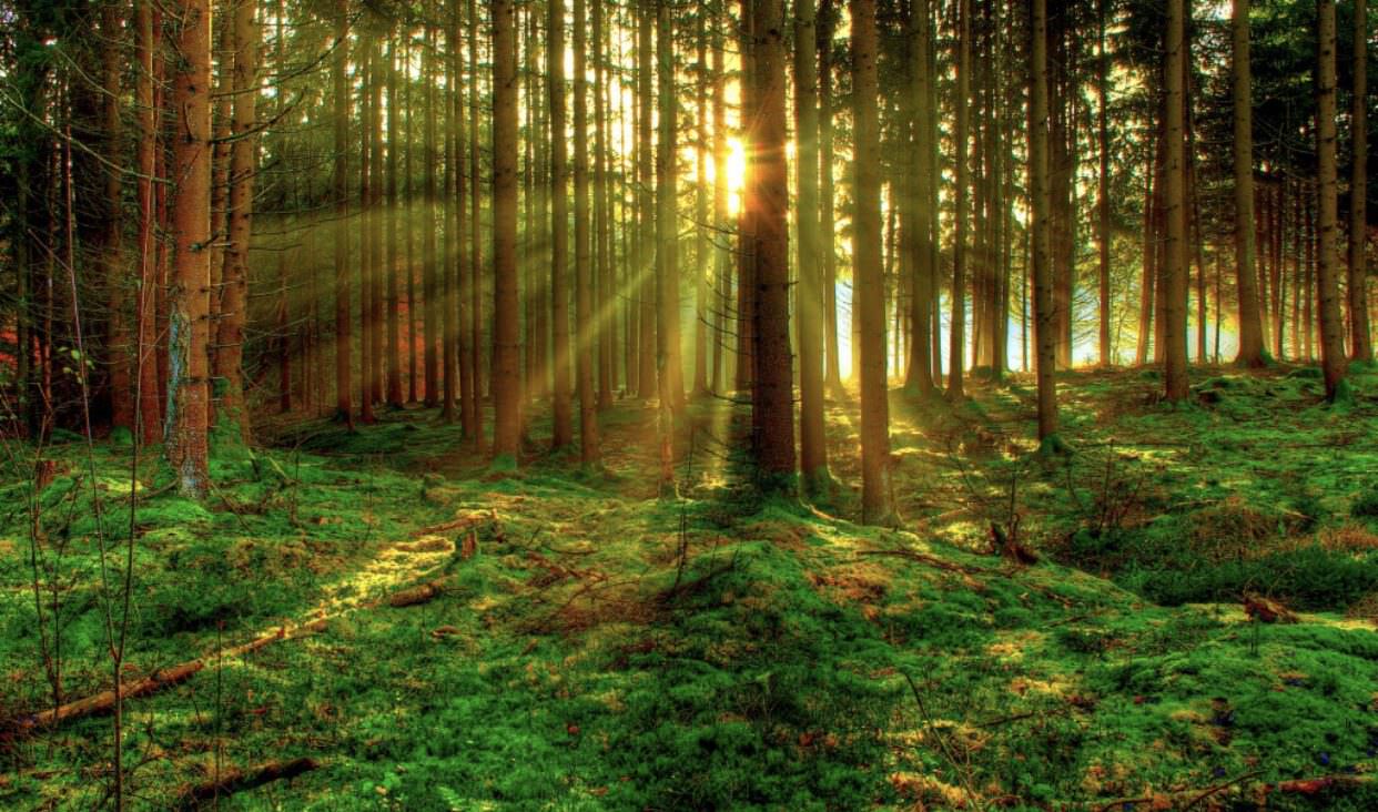 Sunlight beaming through the forest