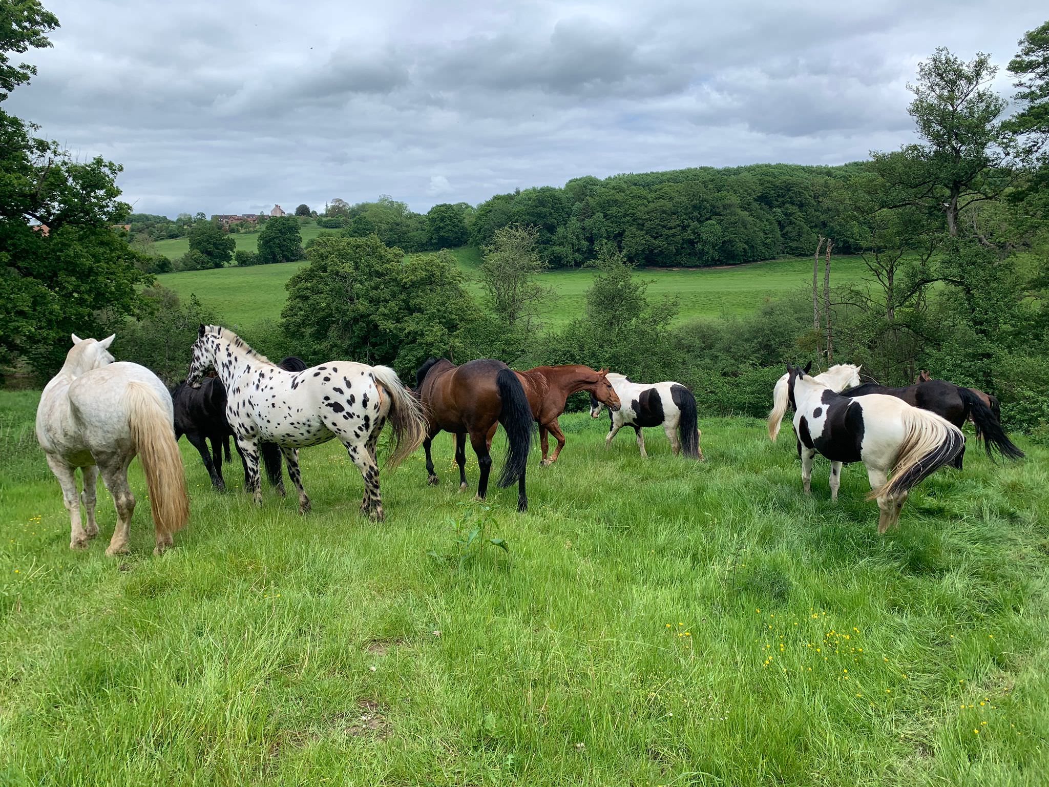 nine hoses in the long grass