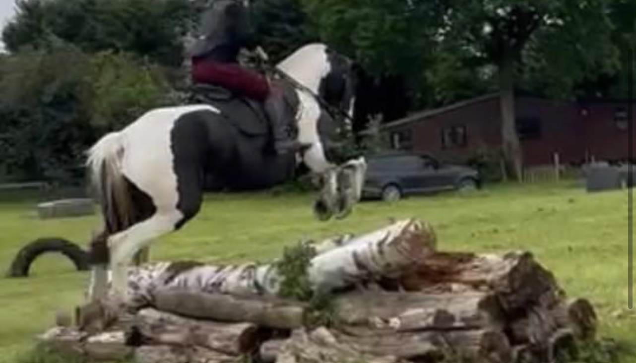 A coloured horse and rider jumping a fallen tree.