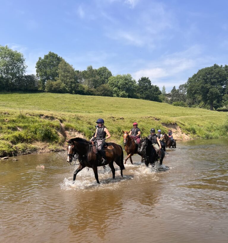 Horses in the river Severn