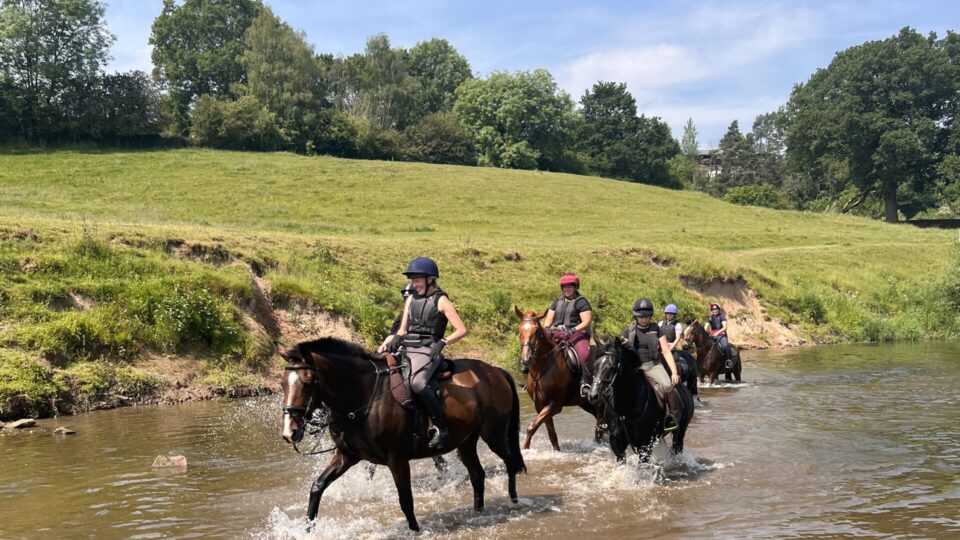 Horses in the river Severn