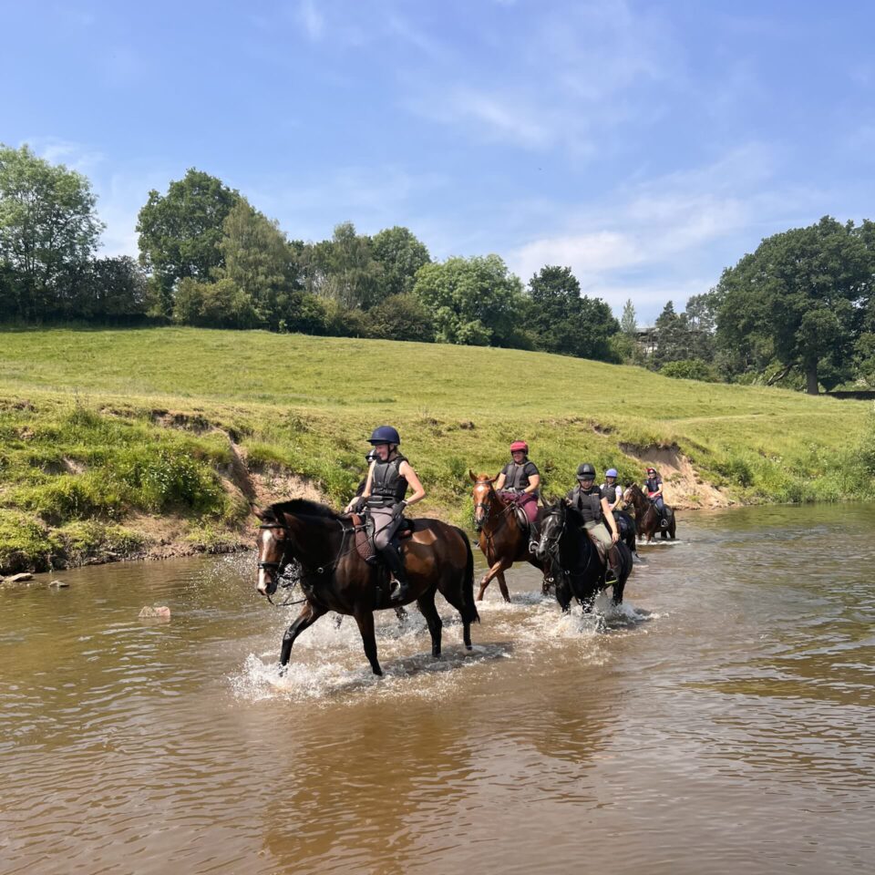 Horses in the river Severn
