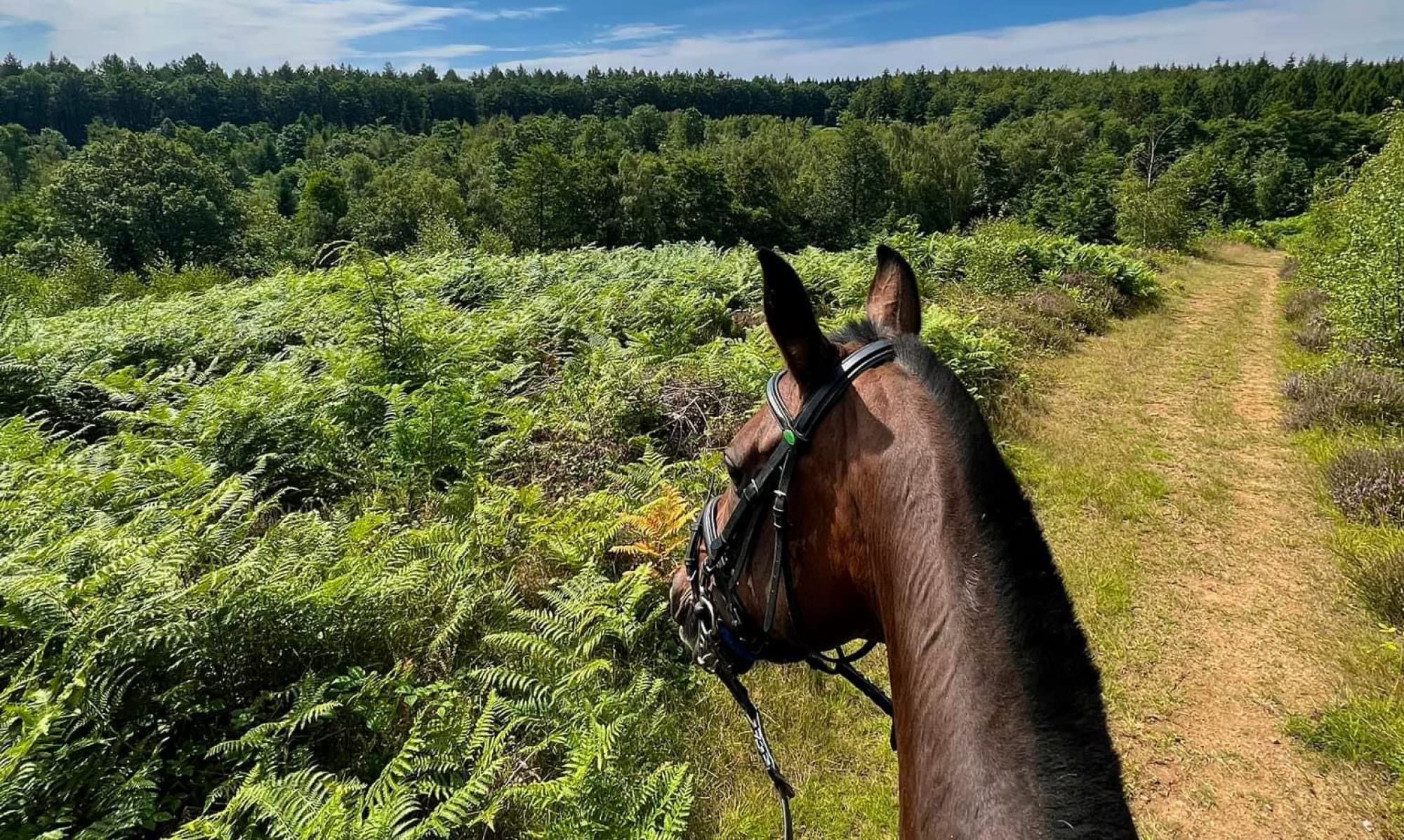 cropped-IMG_9868-1.jpeg Horse bridled looking ahead