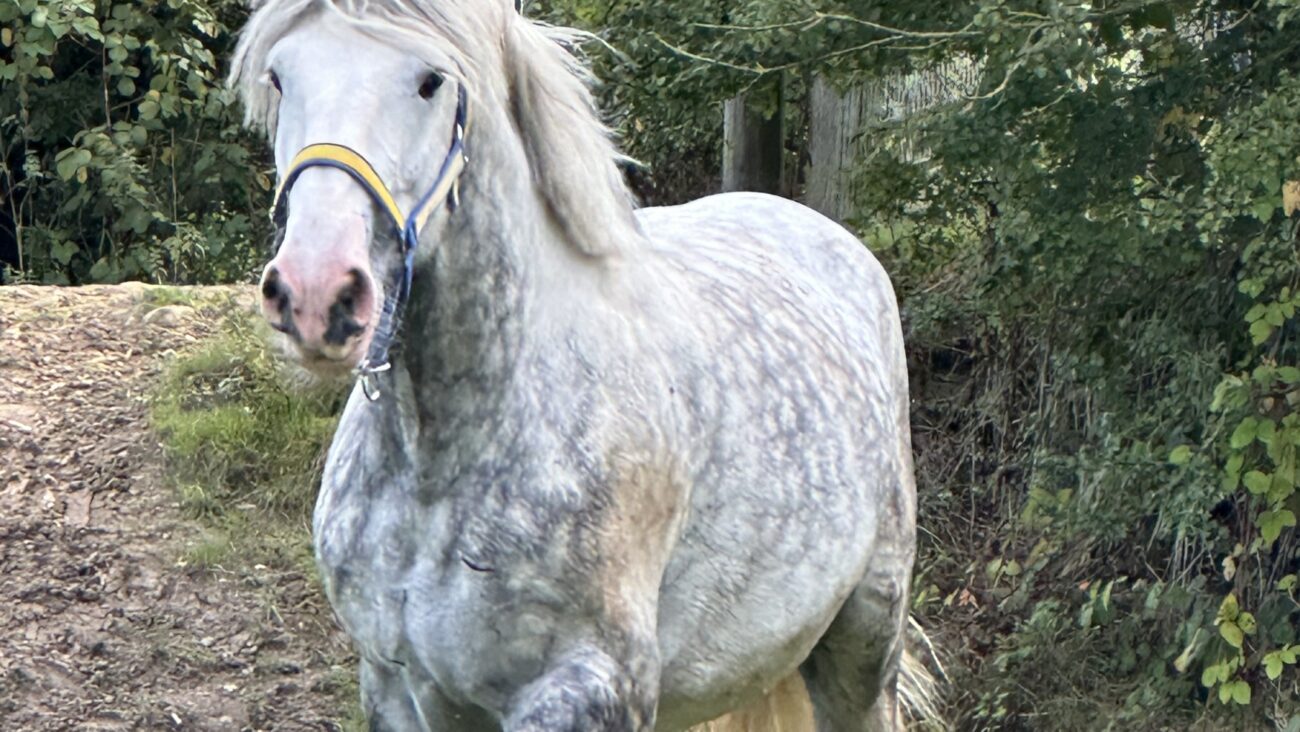 Greyson our huge new arrival to our heavy horses.