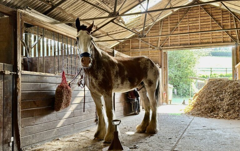 One of the heavy horses at bank farm equestrian