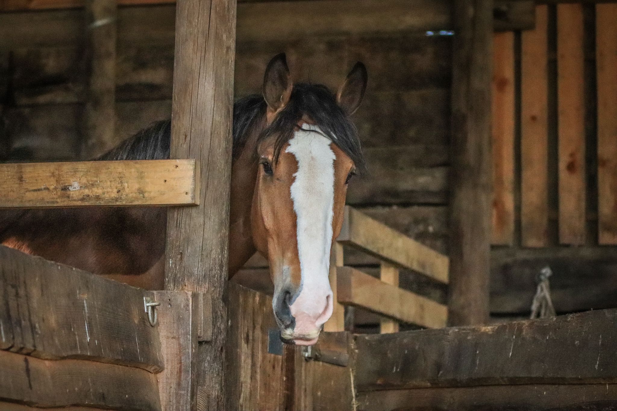 Horse in a livery stable at Bank Farm