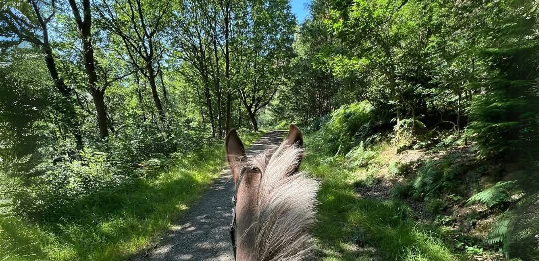 Wyre Forest Hacking from Bank farm equestrian centre