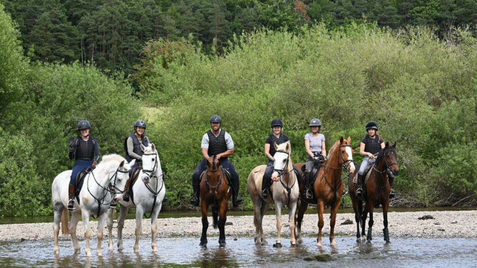 Horses in the river severn doing a bank farm pop and paddle