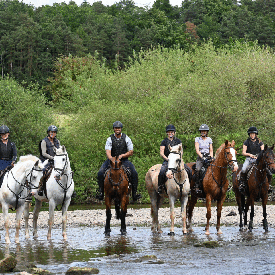 Horses in the river severn doing a bank farm pop and paddle