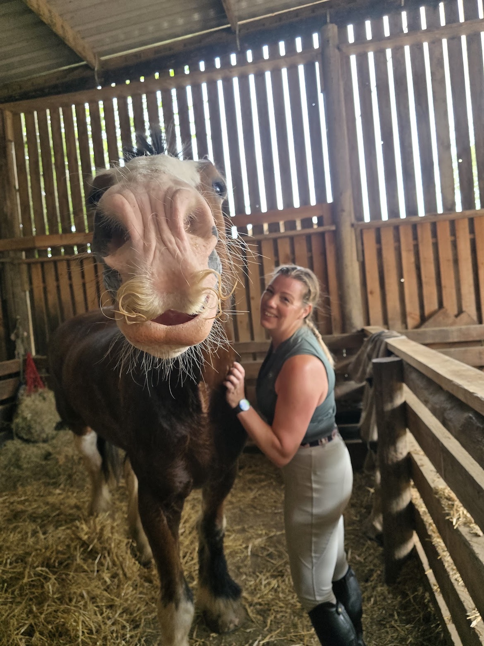 Laughing Bob horse