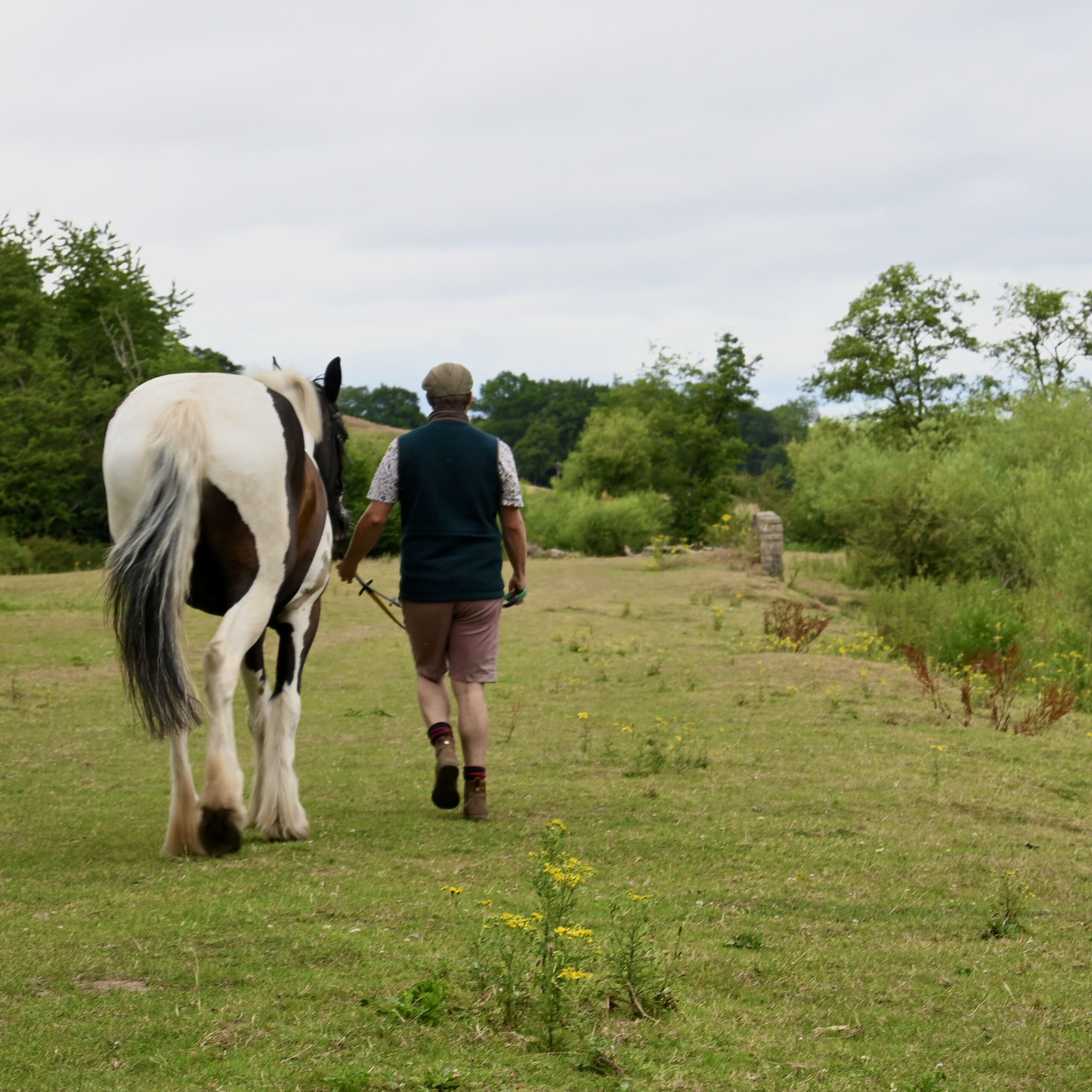 Turnout at bank farm equestrian