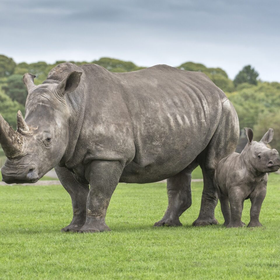 Rhino ar West Midlands Safari Park
