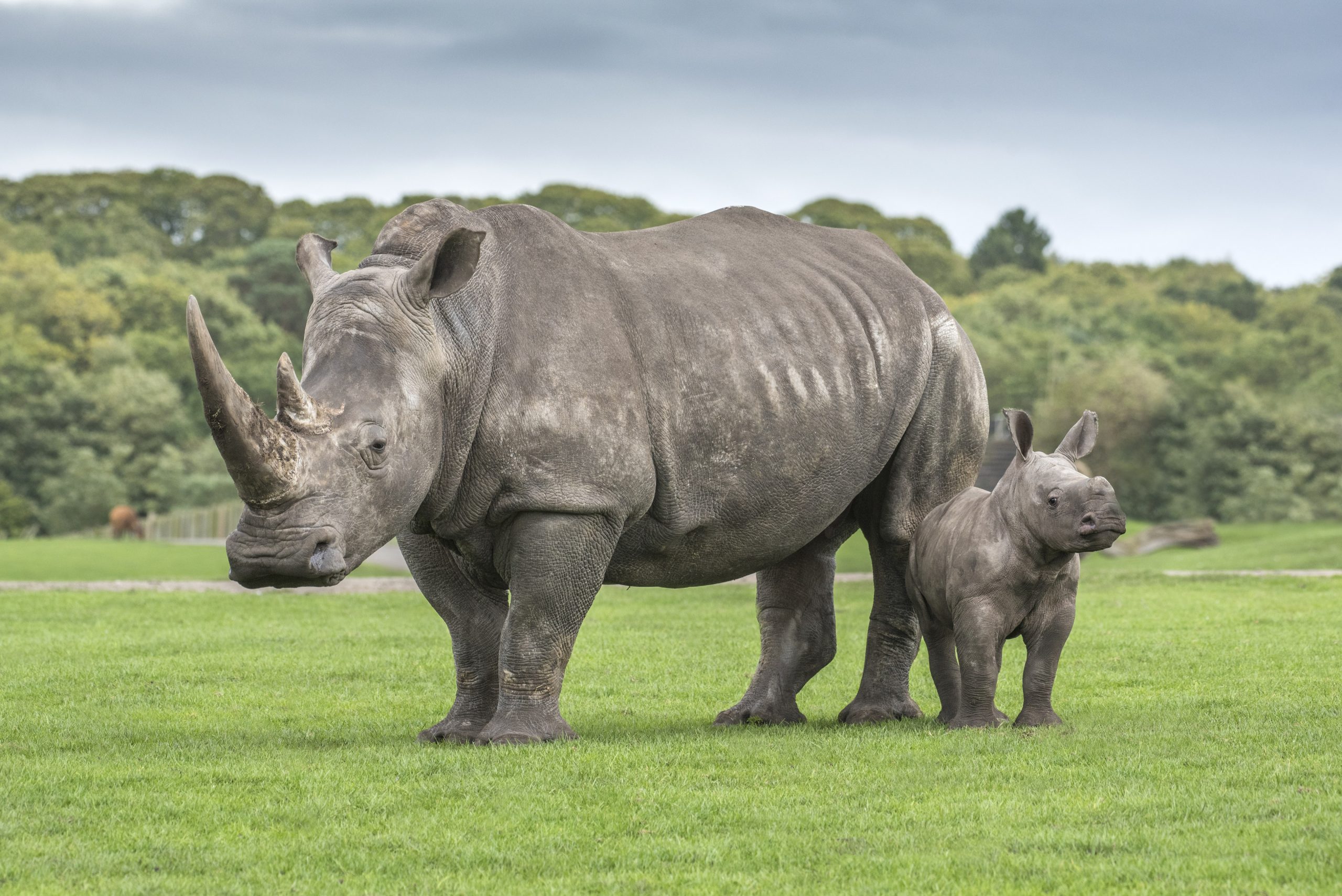 Rhino ar West Midlands Safari Park
