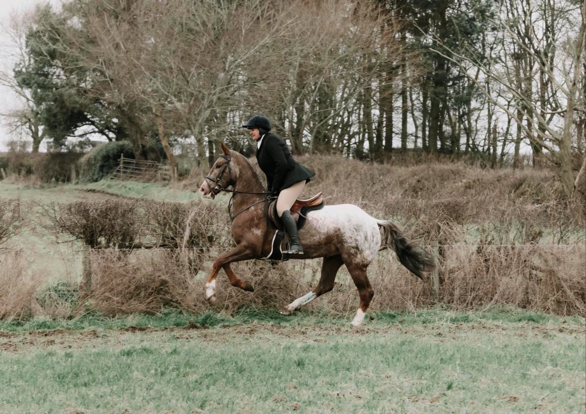 bank farm horse hire cantering through field