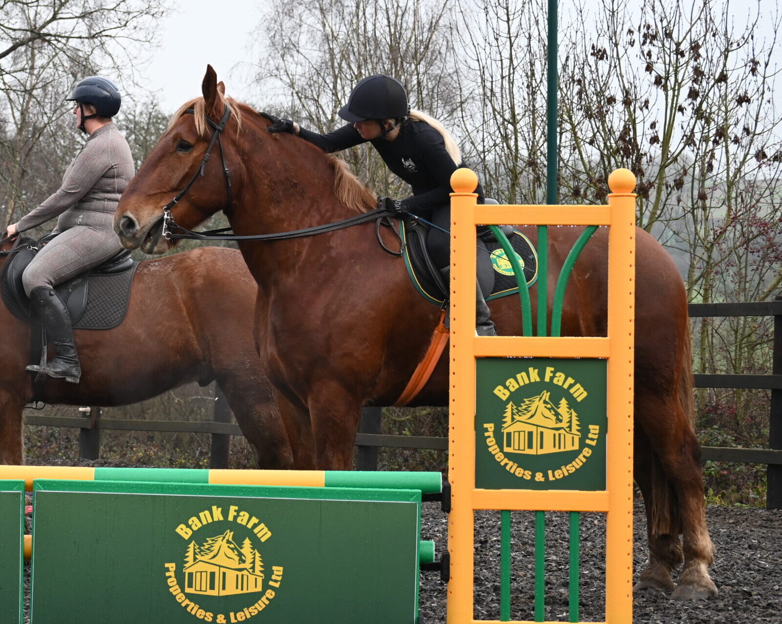 suffolk punch horse at bank farm equestrian