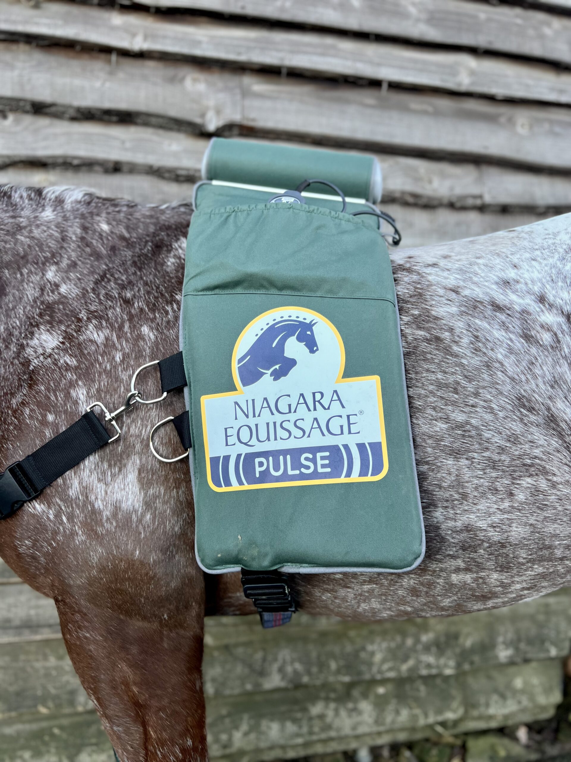 equissage massage pad on a horse at bank farm equestrian