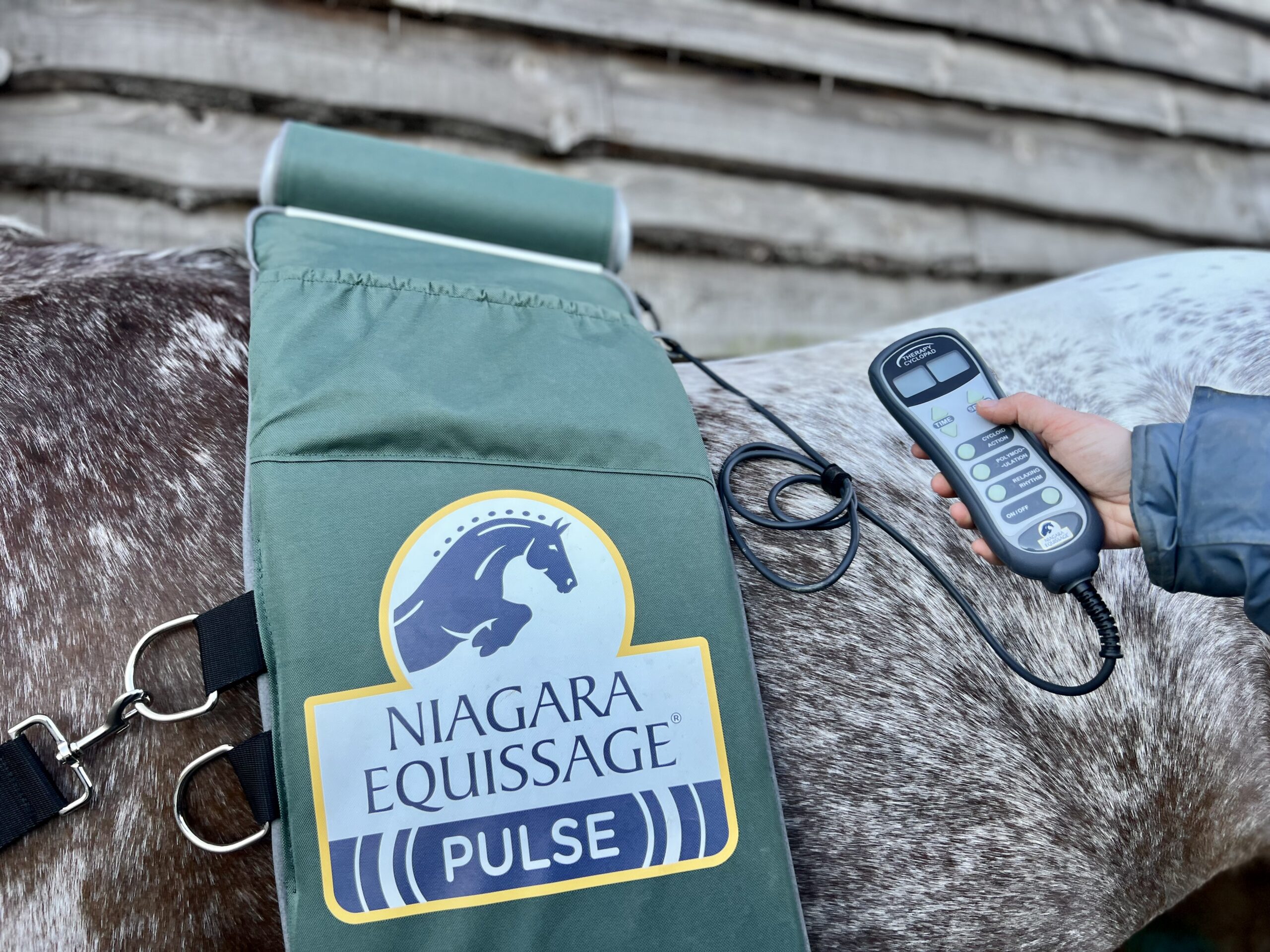 equissage massage pad on a horse at bank farm equestrian