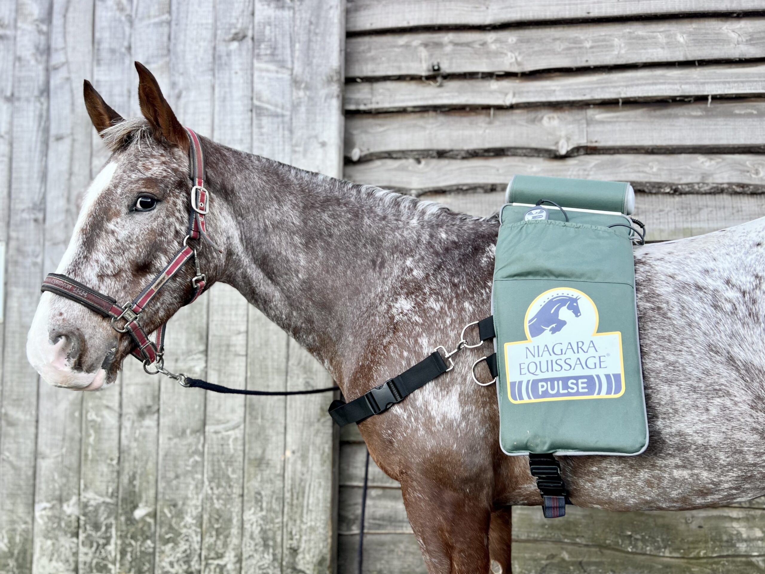equissage massage pad on a horse at bank farm equestrian